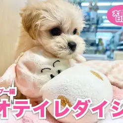 【 6/17お手入れ】ワンちゃんのお手入れは大切！MIXちゃんの巻