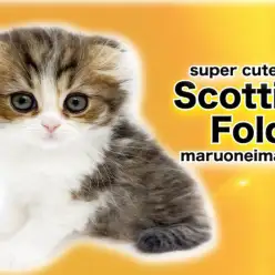 【 スコティッシュフォールド 】垂れ耳・丸顔・目ヂカラ最強甘えん坊女子電撃入店!