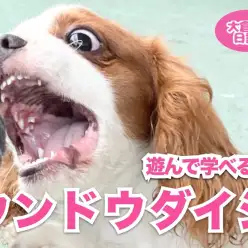 【 6/5運動大事！ 】元気が一番！遊んで学ぶの大好きキャバリンの巻！