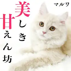 【 ラガマフィン 】人馴れも手入れもOK！触れ合いが大好きな甘えん坊の2nd記事