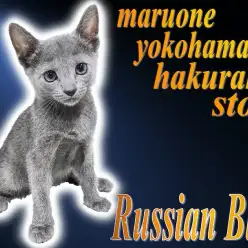 【 ロシアンブルー 】見た目はクール！性格はスウィート！ギャップが可愛い美しき猫