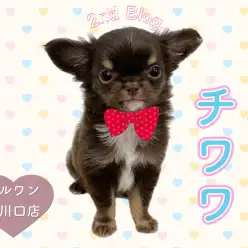 【 極小チワワ 】プレミアム極小チワワちゃんの魅力たっぷりセカンドブログ!