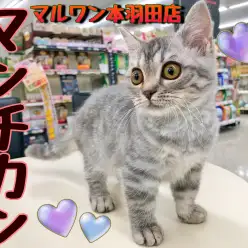 【 マンチカン 】一緒に遊ぶの大好き♪好奇心旺盛な美少女がやってきた！！