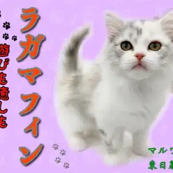 【 ラガマフィン 】人気爆増中の大注目キャット！遊びも癒しもお任せあれ