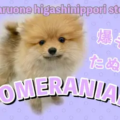 【 ポメラニアン 】究極の理想形！こぢんまりポメとはぼくのこと！
