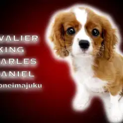 【 キャバリア 】マニアが厳選！希少ルビーの健康優良児！フォトギャラリー集！