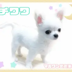 【 チワワ 】生後100日で868g!!涙やけのない美白女子!
