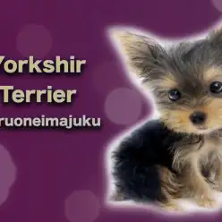 【 ヨークシャーテリア 】生後4ヶ月で998g！極小サイズ予想の賢いヨーキー！