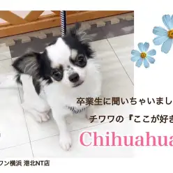 【 チワワ 】卒業生のチワワファミリーに聞いちゃいました！チワワのここが好き！