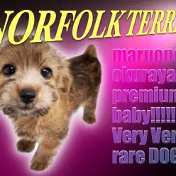 【 ノーフォークテリア 】元気いっぱいの太陽娘！激レア犬種が緊急仲間入り！