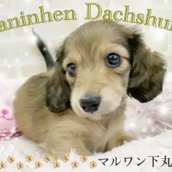 【 カニンヘンダックスフント 】シェーデットイエローが大人可愛い女の子！