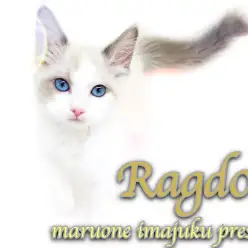 【 ラグドール 】幸せを運ぶブルーポイントバイカラー！甘え上手な温厚CAT現る！