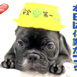 【 6/21お知らせ 】おらブル蔵！今日は休業だブゥの巻