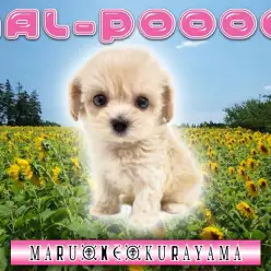 【 MIX 】マルチーズとトイプードルが両親！性格穏やかなアプリコットマルプー！