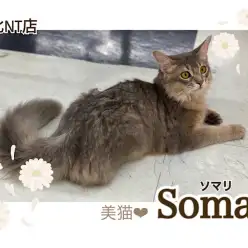 【 ソマリ  】優雅でスタイリッシュな9ヶ月のソマリくん！