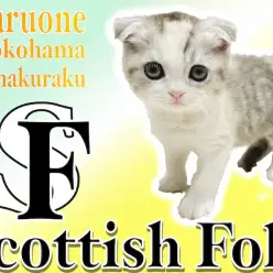 【 スコティッシュフォールド 】レアなパステル色!背中にもつ愛のマークがポイント