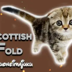 【 スコティッシュ 】オンリーワン要素満載!ミラクルカラーの垂れ耳ニャンコ登場!