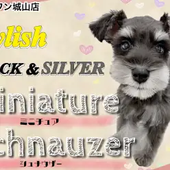 【 ミニチュアシュナウザー 】見た目はスタイリッシュ！中身は甘えん坊な子犬