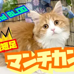 【 マンチカン 】本当に猫?超マイペースな生後5か月の短足マンチカン2ndブログ