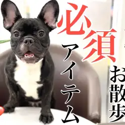 【 7/19暑中御見舞申し上げます 】熱中症予防の必須アイテム！お散歩編