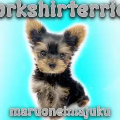 【 ヨークシャーテリア 】初心者必見！甘え上手な目ヂカラ最強のイケメンヨーキー！