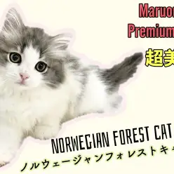 【 ノルウェージャンフォレストキャット 】待望のプレミアムなにゃんこが登場!!