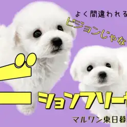 【 ビションフリーゼ 】毛量・可愛さ・賢さ全部僕にお任せ！ピじゃなくてビション！