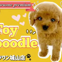 【 トイプードル 】明るい毛色!明るい性格!城山店の激カワアイドル!