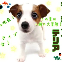 【 ジャックラッセルテリア 】楽しい事大好き！夏の大冒険はこの子で決まり！