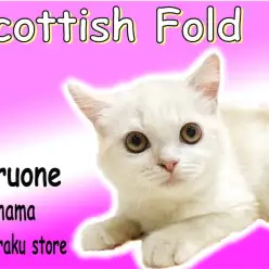 【 スコティッシュフォールド 】丸顔で遊び好き！一緒に生活していて楽しい子！