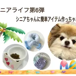 【 お役立て情報 】シニアちゃんに簡単アイテム作っちゃおう！