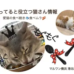 【 お役立て情報 】猫さんの気になる食べ飽き・食べムラには理由がある！