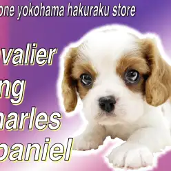 【 キャバリア 】めんそーれ！沖縄出身のおっとりとした性格で人が大好きな甘えん坊