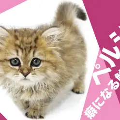 【 ペルシャ 】その撫で心地は癖になる！穏やかな性格が魅力のゴージャスキャット！