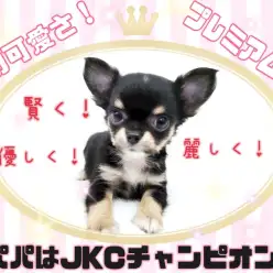 【 チワワ 】パパはJKCチャンピオン!将来有望!手乗りチワワ!