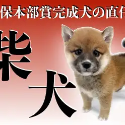 【 柴犬 】希少な日保本部賞完成犬の直仔！待望の赤柴女の子降臨！