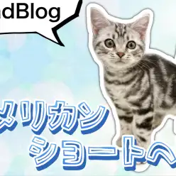 【 アメリカンショートヘア 】初めてのお散歩!美男子アメショくんの現在の姿2nd