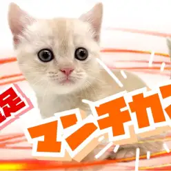 【 マンチカン 】短足だからって舐めてはいけない!運動神経抜群ガール登場!