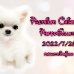 【 チワワ 】店長が厳選!プレミアムなクリームチワワちゃまフォトギャラリー集!