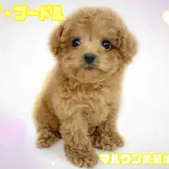 【 トイ・プードル 】生後83日で860g!小柄なタイニーサイズプードル!