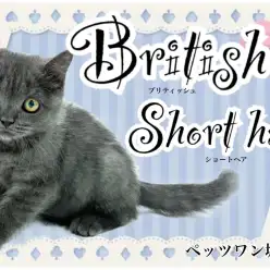 【 ブリティッシュショートヘア 】丸顔の愛らしさと美しい被毛を併せ持つ猫