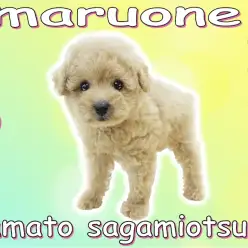 【 トイ・プードル 】テディベアわんこは遊ぶの大好き元気いっぱい男の子！