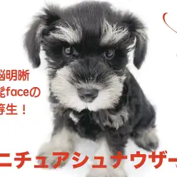 【 ミニチュア・シュナウザー 】頭脳明晰！優しい性格のおひげfaceな優等生！