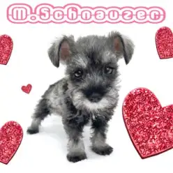 【 ミニチュアシュナウザー 】長いまつげが自慢のキュートな小顔美人ちゃん！