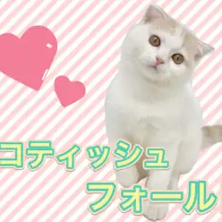 【 スコティッシュフォールド 】甘えん坊の立ち耳イケメン王子がやってきた!