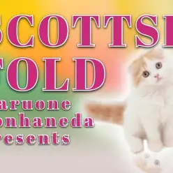 【 スコティッシュフォールド 】温厚な赤白にゃんこの注目ポイント4選！