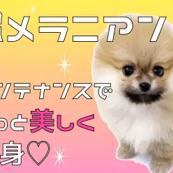 【 ポメラニアン 】美ポメになるための5つの大切なお手入れに挑戦！