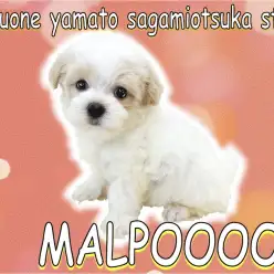 【 MIX 】ぬいぐるみわんこ決定版！マルチーズとトイプードルのMIXマルプー