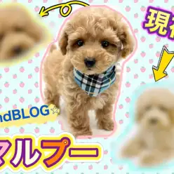 【 MIX犬 】永遠のベビーフェイス！童顔マルプーくんのその後に注目