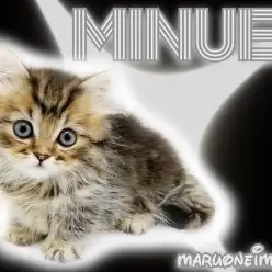 【 ミヌエット 】短足・爆毛・甘えん坊！ブラウンタビーの目ヂカラ最強な男の子！